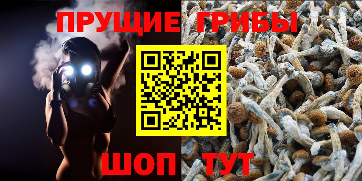 Галлюциногенные грибы Psilocybine cubensis  купить   Галлюциногенные грибы GOLDEN TEACHER  Кизляр 